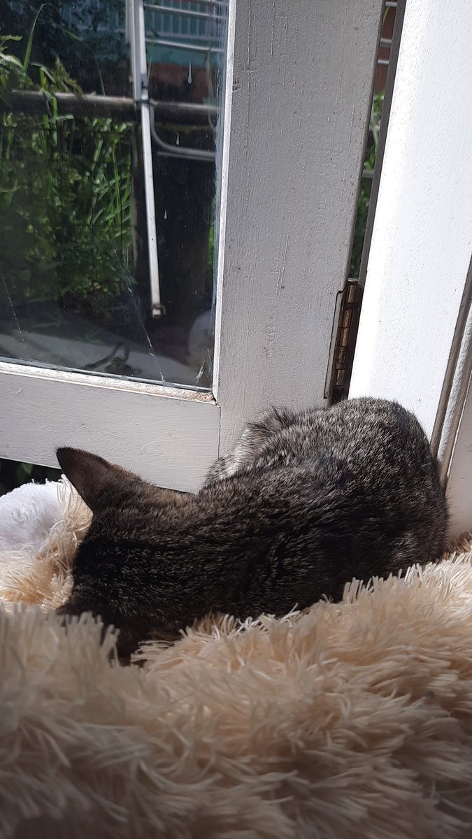 nmjunkim's tweet image. Sembuh ya sayangku. Yg kecil lemes tapi masih mau makan, yang item gamau makan huhu harus dipaksa pake pipet