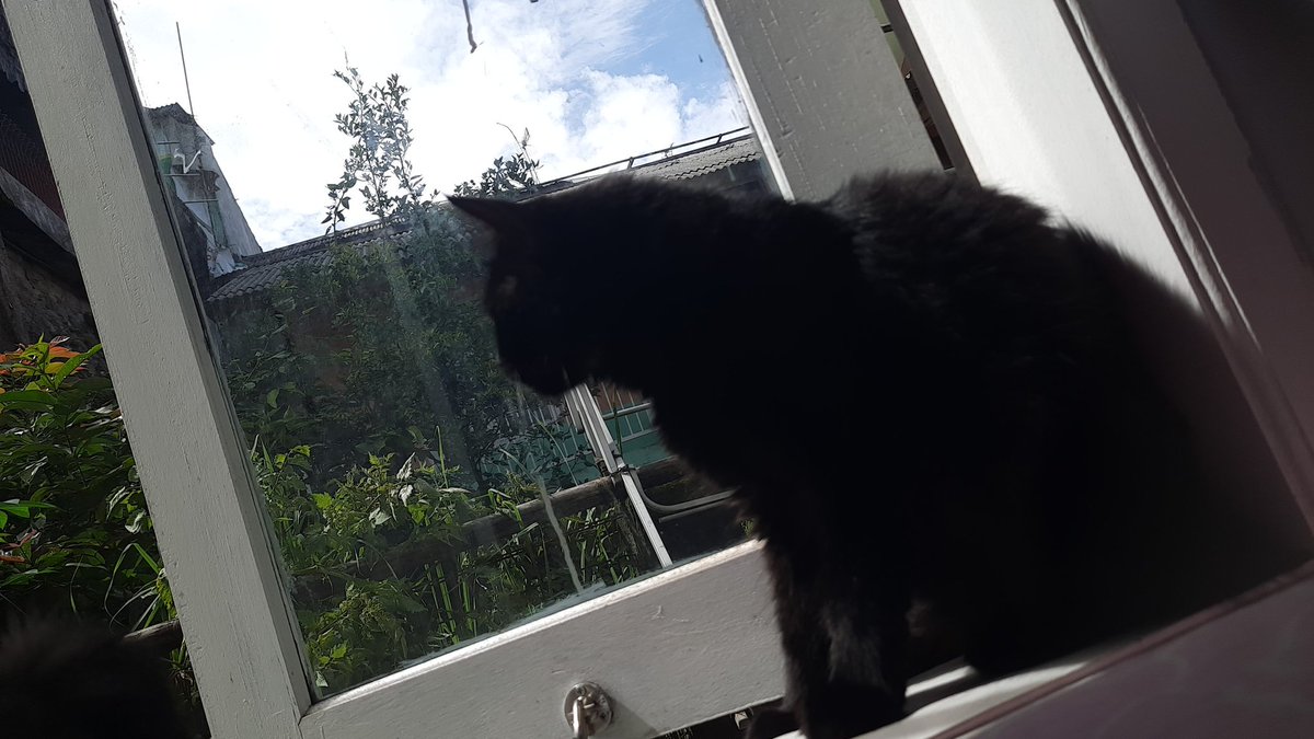 nmjunkim's tweet image. Sembuh ya sayangku. Yg kecil lemes tapi masih mau makan, yang item gamau makan huhu harus dipaksa pake pipet