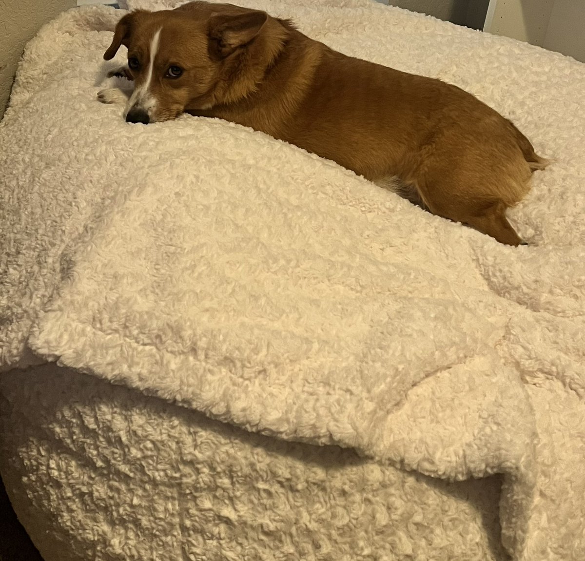 JackieMButler's tweet photo. I bought a comfy bean bag chair to read on with a matching blanket. 

He has claimed it as his now. https://t.co/ScKssZYEia