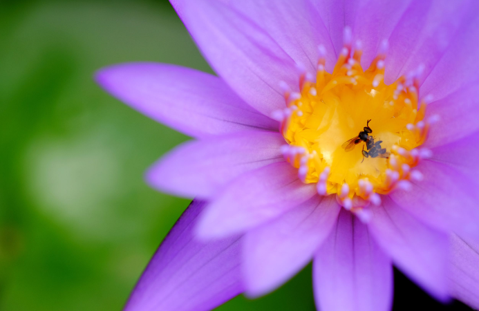 QLD Alliance for Agriculture & Food Innovation (@qaafi) on Twitter photo Honey from stingless bees may offer sweet perks without the tooth decay. #UQResearch from
<a href="/TashHungerford/">Natasha Hungerford</a> and team features in Nature.
bit.ly/3U5i3rk
<a href="/maryfletcheruq/">Mary Fletcher</a> <a href="/sugarresearch/">sugarresearch</a> @DAFQld <a href="/NorhasnidaZ/">Norhasnida Zawawi</a> Honey from stingless bees may offer sweet perks without the tooth decay. #UQResearch from
<a href="/TashHungerford/">Natasha Hungerford</a> and team features in Nature.
bit.ly/3U5i3rk
<a href="/maryfletcheruq/">Mary Fletcher</a> <a href="/sugarresearch/">sugarresearch</a> @DAFQld <a href="/NorhasnidaZ/">Norhasnida Zawawi</a>
