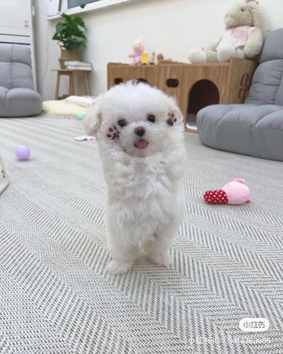 André Dahlström tweet media