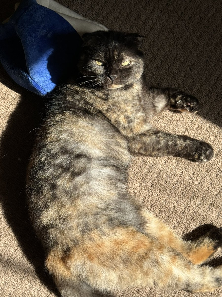 napping in the sun with pillow