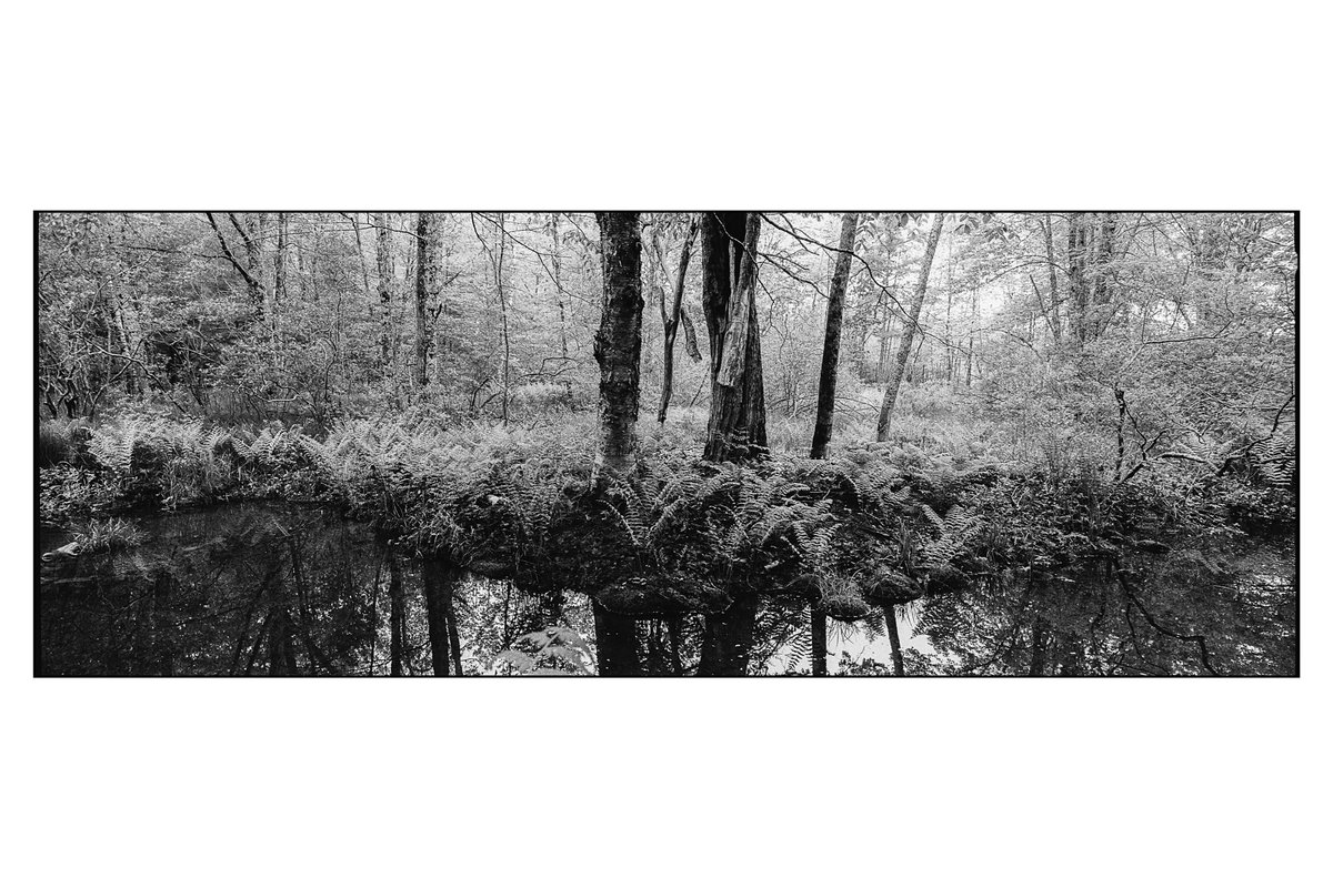 Acadia NP, Maine
Hasselblad XPan 
Ilford HP5 @ 1600
Developer: HC-110-B
#filmphotography #xpan