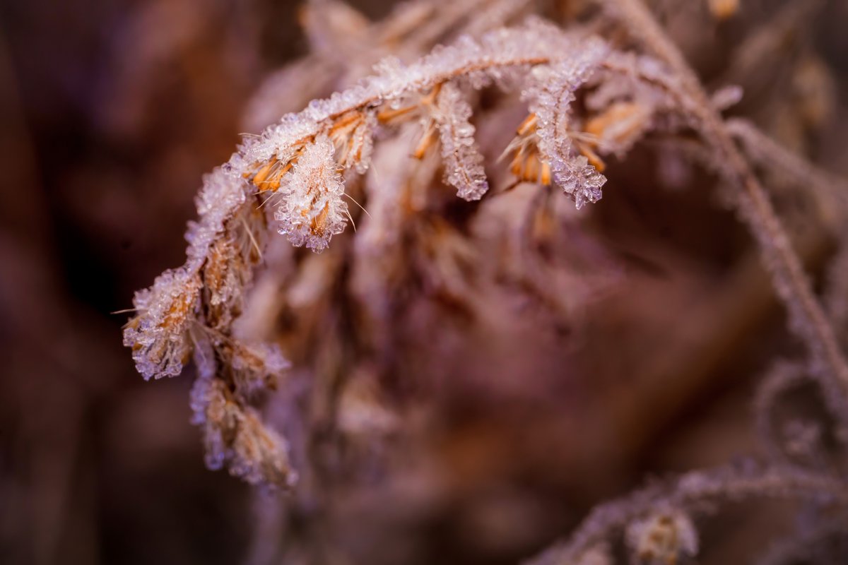 Every season brings new subjects for macro photography, and SIGMA Ambassador @fairyography is always there to capture the little details. Images taken with the SIGMA 70mm F2.8 DG Macro | A, which is currently $50 off 👀 To shop, visit bit.ly/sigma-jan2024-…