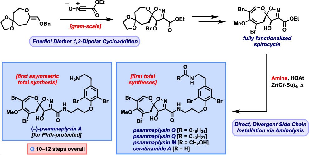 TotalSynthesis's tweet photo. #TotalSynthesis of Psammaplysins A, M, O, and Q and Ceratinamide A by Andrew P. Morrow and Myles W. Smith at @UTSWNews in @J_A_C_S https://t.co/7vm5TcaiKN https://t.co/VA33Y2UwM7