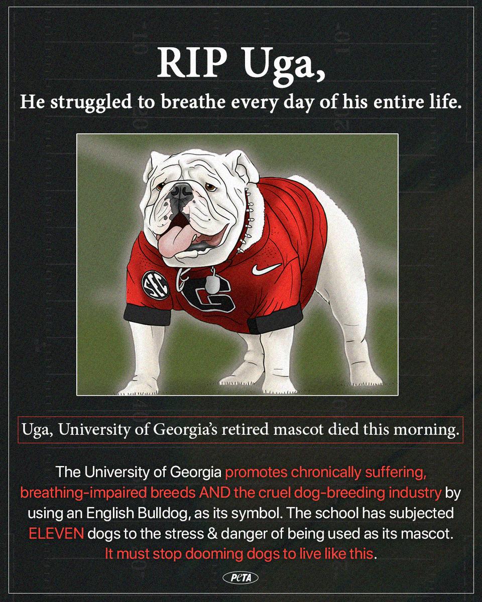 peta's tweet image. RIP Uga 💔
 
We’re hoping his passing reminds @UniversityOfGA just how irresponsible it is for them to be promoting unhealthy, breathing-impaired, flat-faced breeds like English Bulldogs.