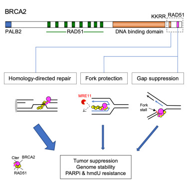 Online Now: BRCA2 promotes genomic integrity and therapy resistance primarily through its role in homology-directed repair dlvr.it/T1nRcs
