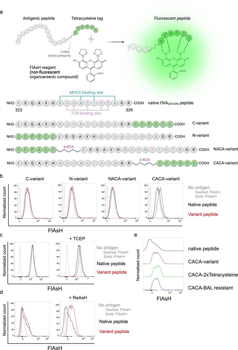 Check out this recent pub in <a href="/eLife/">eLife - the journal</a> by #PIIO members <a href="/mnr_akk/">Munir Akkaya</a>  and <a href="/billurakka/">Billur Akkaya</a> (<a href="/akkayalab/">AkkayaLab 2.0</a>) who highlight the development of a novel immune monitoring strategy using fluorescence-emitting peptides to study antigen-specific T cell interactions
go.osu.edu/Cjhn