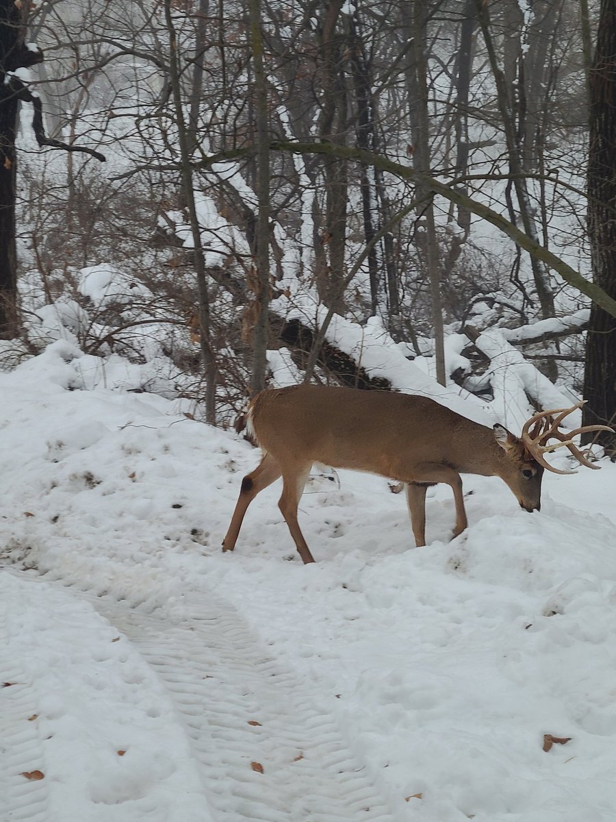 I've got a couple of alfalfa bales sitting next to my shop.  The deer found em!  Watched this up and comer walk to them this evening.