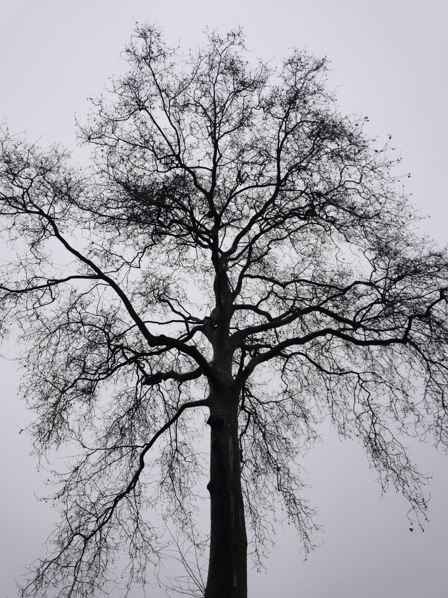 Sekerati_MEVT's tweet image. Kendinin efendisi isen ;

Kimsenin kölesi olmazsın.

#NatureBeauty 

#NaturePhotography

#AmazingTree