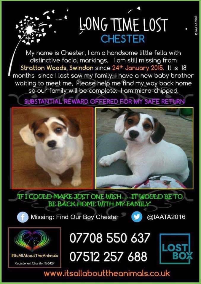 LisaLisaw1's tweet photo. π Where are you Chester π #MissingNineYears π #HelpFindChester #MissingDog 24.01.15 #StrattonWoods #Swindon #Wiltshire #scanme #CheckThatChip #longtermmissing #TheftByFinding πππππππππ This is where Chester should beβ¦ with his family https://t.co/3zfsbnjfIt
