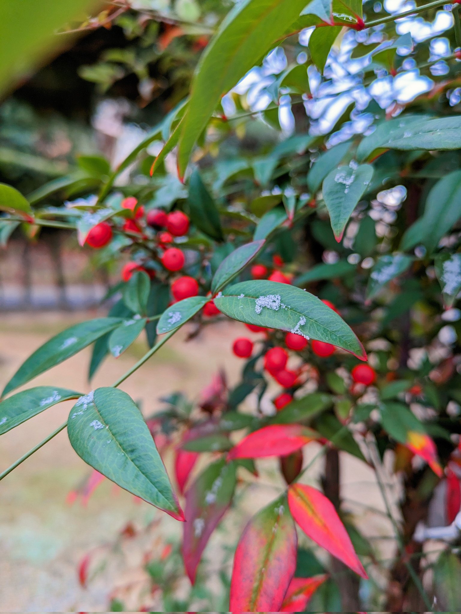 ❌大好評の南天の枝付きの実 5本と葉っぱ ラスト!!! 大好評の南天の枝付きの実 5本と葉っぱ