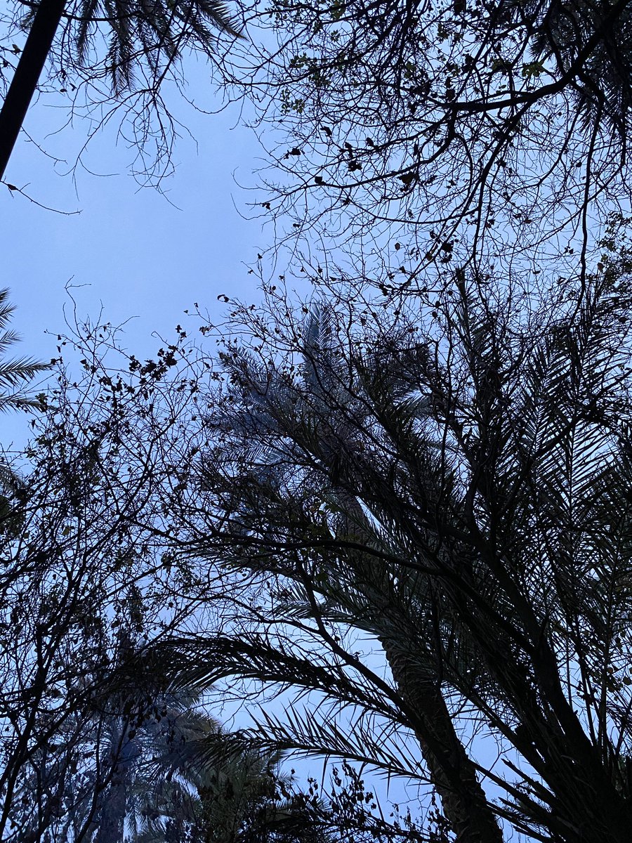 Ahmed Ali tweet media