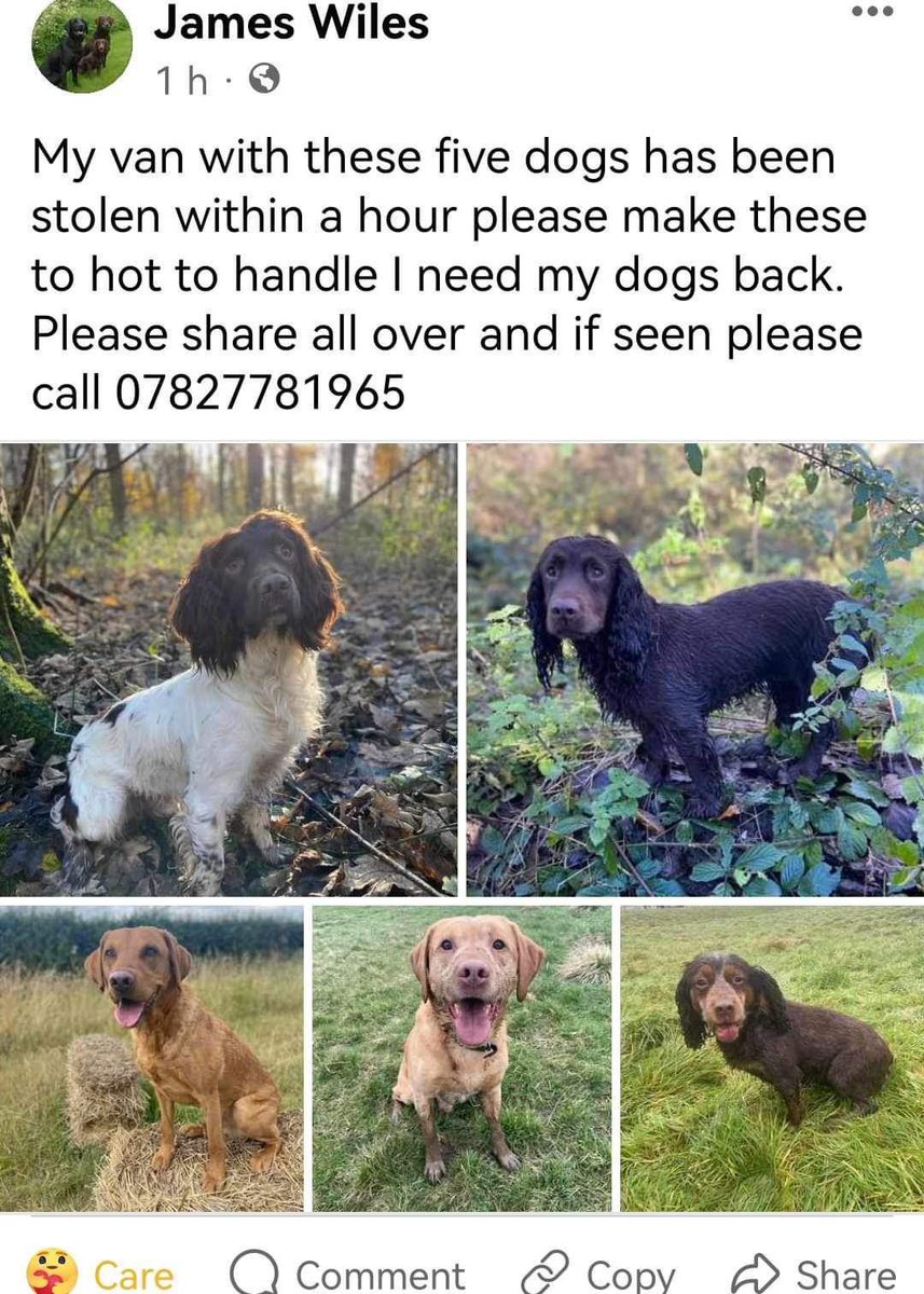 URGENT, please retweet to find a van that has been stolen with five dogs in it today Wed 24 Jan #ROTHWELL heading towards #WAKEFIELD  #YORKSHIRE 
Please share widely, let's get these 5 dogs home
#dogs <a href="/Nightowl400/">Owly</a> <a href="/domdyer70/">dominic dyer</a> <a href="/GMB/">Good Morning Britain</a>