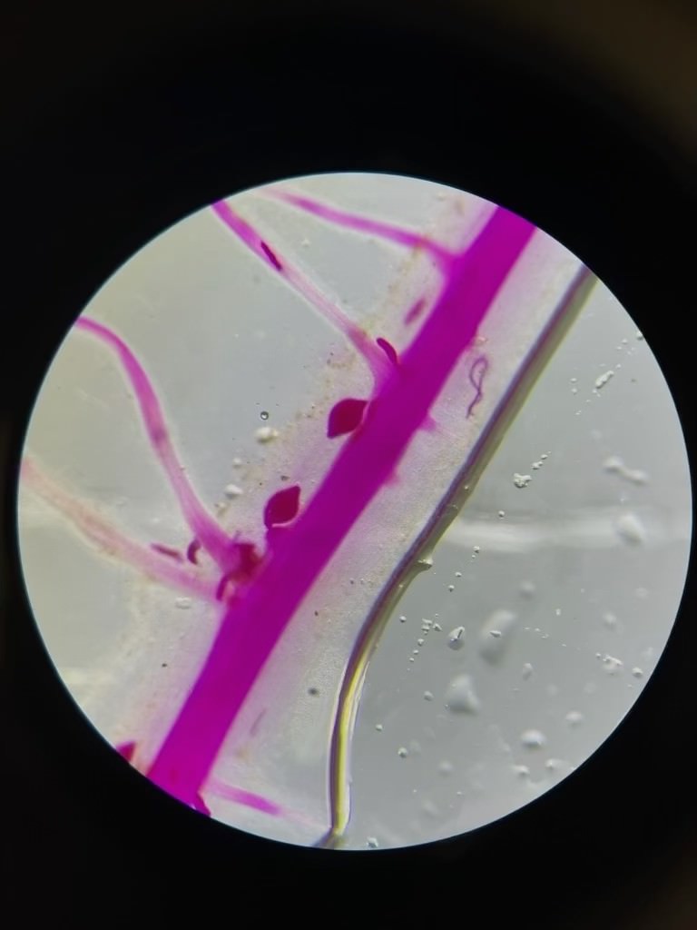 Mizzou IPM tweet media