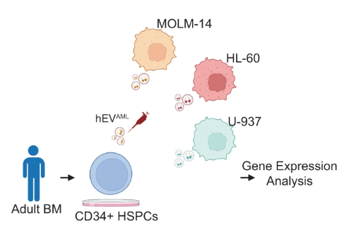 Hema_News's tweet photo. New research by a team at @ChildrensPhila &amp; collaborators indicates that #hematopoietic stem and progenitor cells are an unrecognized component of the inflammatory adaptation of the bone marrow by #leukemic cells.
 
Full study in @LeukemiaJnl:
📖 https://t.co/SmFYamYSnX https://t.co/mVqR9P0nJe