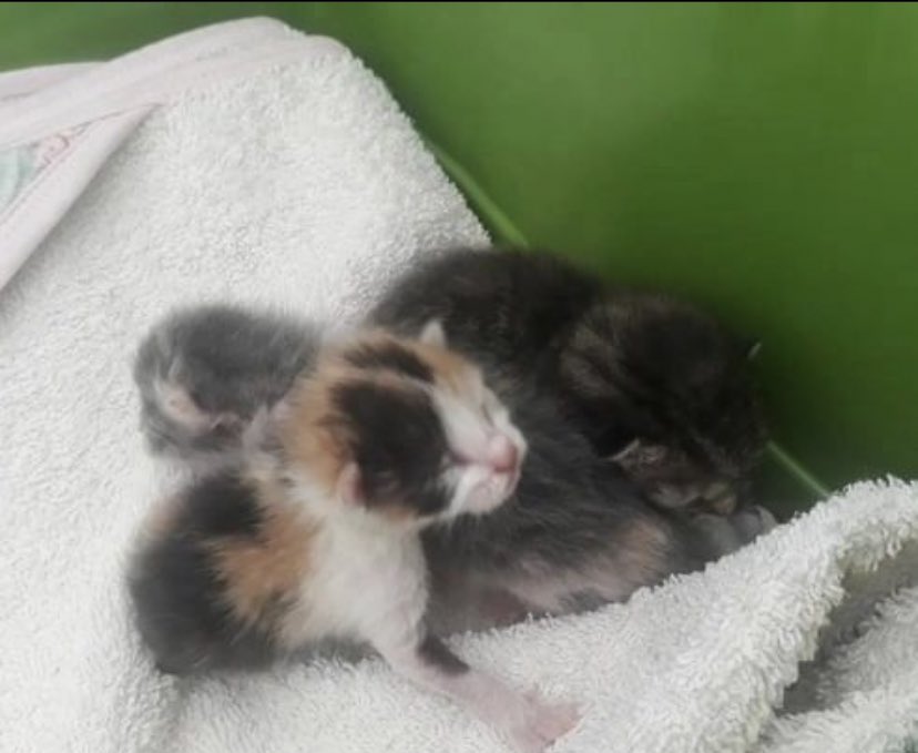 SE NECESITA URGENTE GATA NODRIZA PARA 3 GATITOS BEBÉS RECIÉN NACIDOS. ZONA #BERISSO
DIFUNDIR POR FAVOR!!! 🙏 2216162799