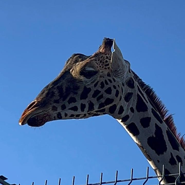 La jirafa Benito llega a las instalaciones de Africam Safari. Mira su historia bit.ly/3ScbccR #Benito #AfricamSafari #Puebla #casodeexito