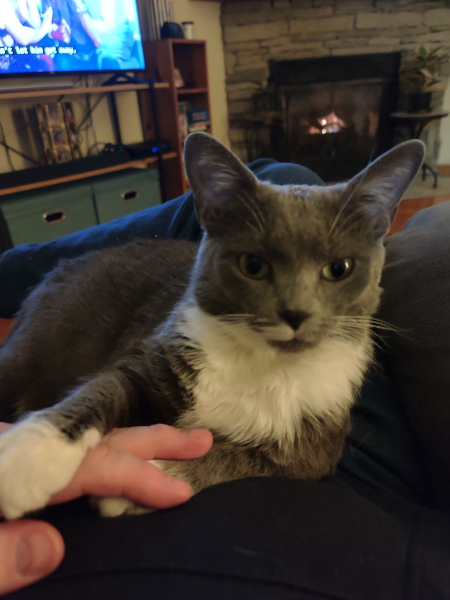 JakeDigman's tweet image. The Mouse 😻