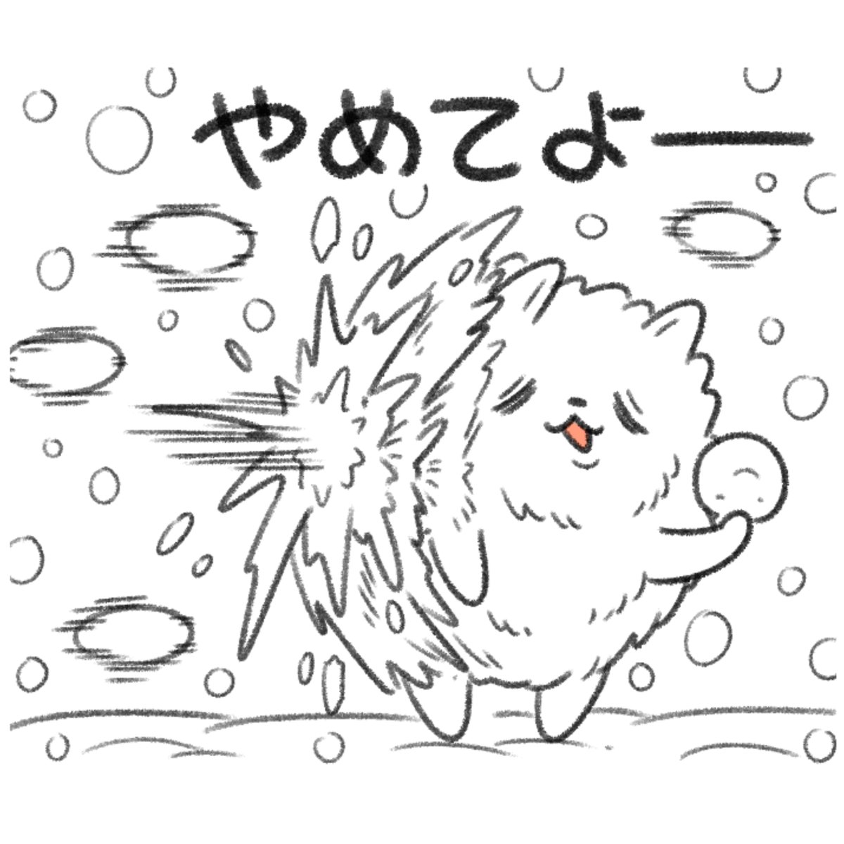 雪にも負けないポメラニアン 