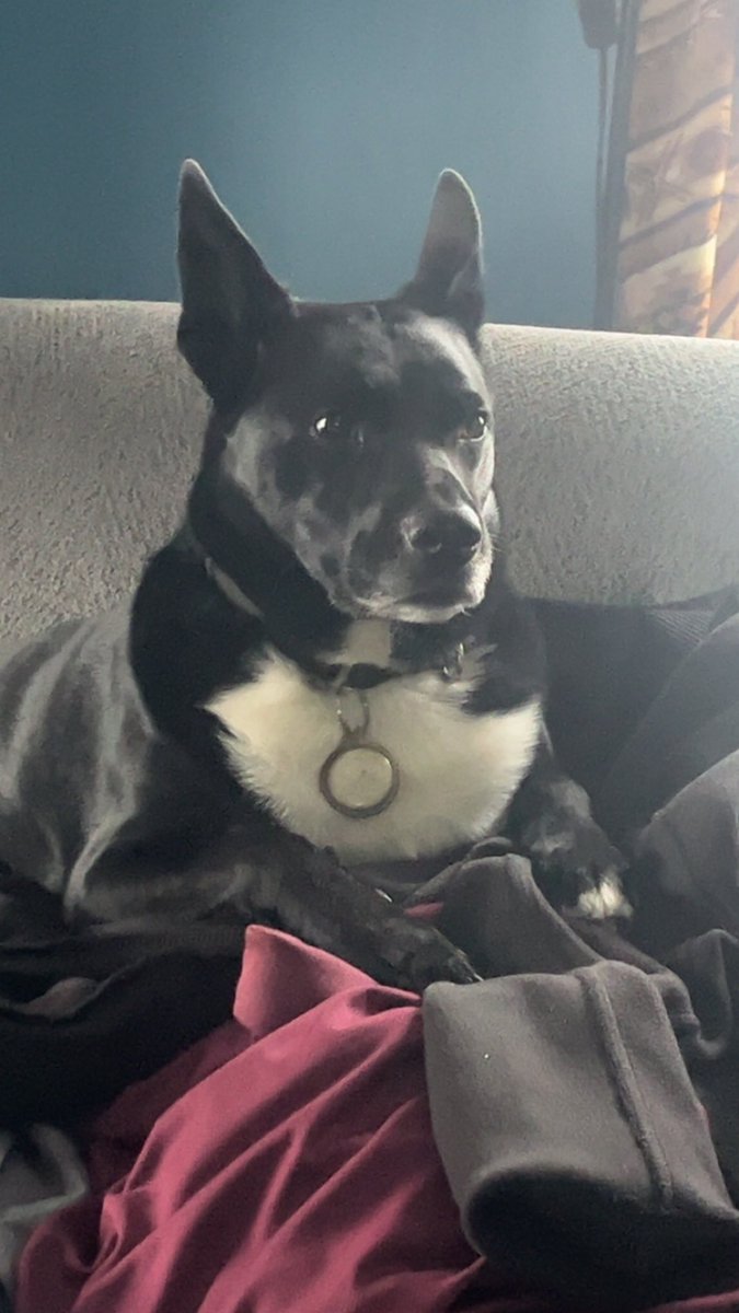 personalddv's tweet photo. @Cookie469645452 @BritezaCo Well if it has a squeaker, my dog will have the squeaker tore out and the toy destroyed within 20 minutes. Squeakers are his weakness. https://t.co/aSsDKGUNs6