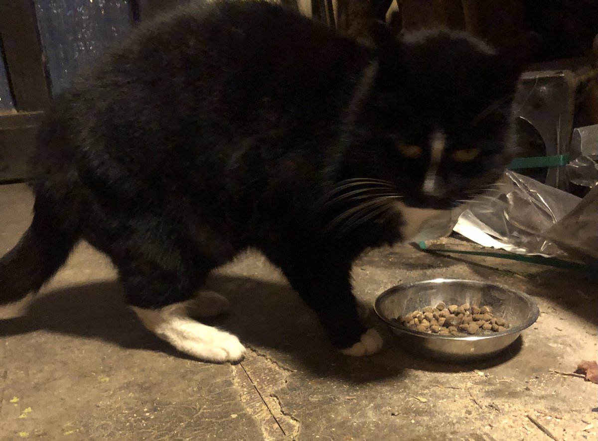 Findelkind.
Mag aber nicht ins Haus. 
🌞hat schon Katzenfutter gekauft.🤔