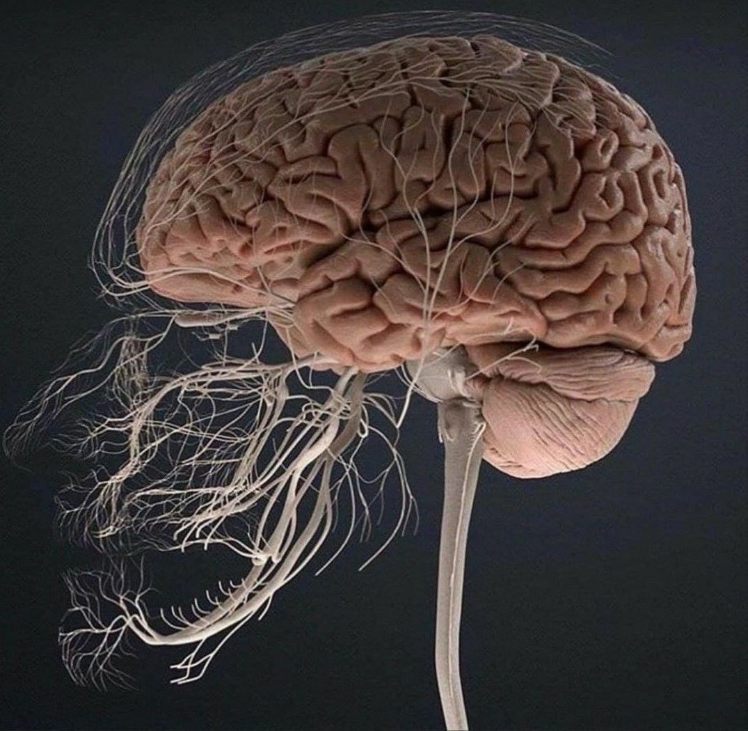 🧠 DATOS SOBRE EL CEREBRO QUE DEBES CONOCER: 

1. El cerebro humano tiene aproximadamente 86 mil millones de neuronas.

2. A pesar de representar solo el 2% del peso corporal, el cerebro consume alrededor del 20% de la energía del cuerpo.

3. Durante el sueño, el cerebro sigue