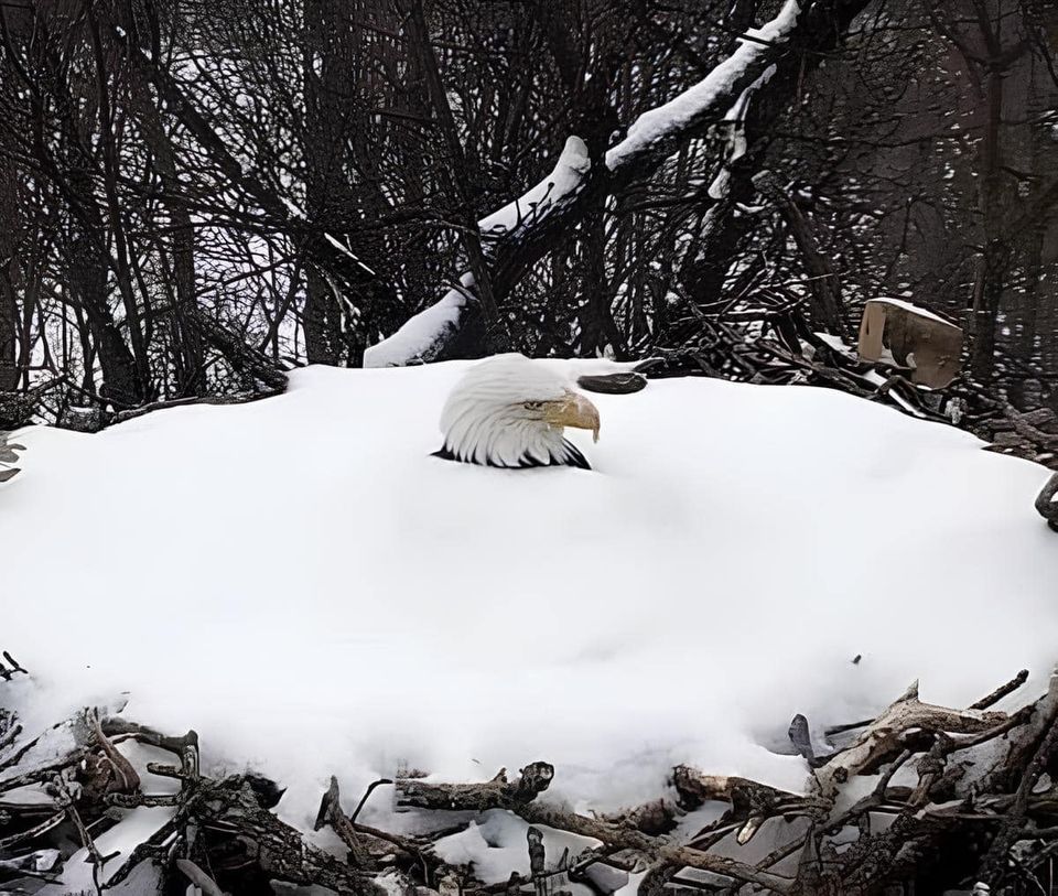 Keeping those eggs warm. What an amazing image!!! Some photographs are worth a thousand words!