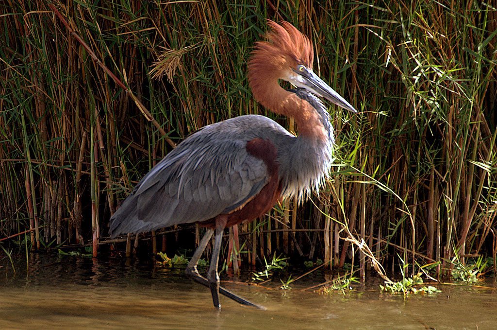 _Archesuchus_'s tweet photo. Red necked crake - goliath heron https://t.co/X6Bfmw5jcL