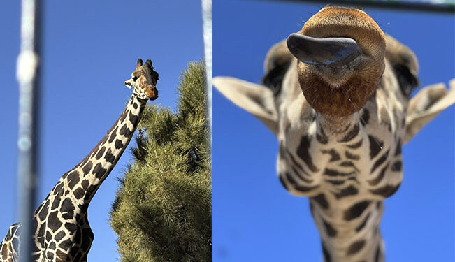 VoxPopuliNoti's tweet image. ¿Quieres #visitar a la jirafa #Benito? Esto dijo el #Director de #AfricamSafari

El animal actualmente se encuentra en su proceso de adaptación en su nuevo hogar
voxpopulinoticias.com.mx/2024/01/quiere…