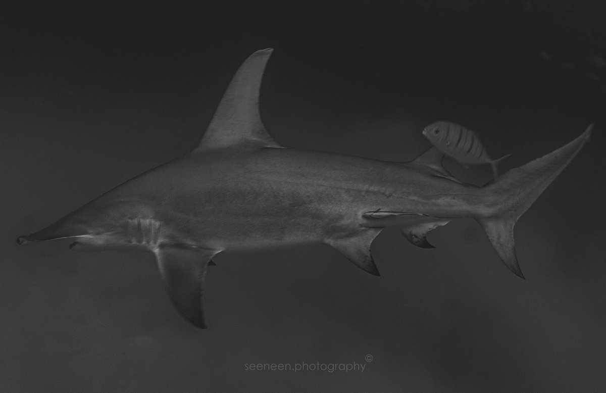 The dive site known as "4Male' aka Shark Tank or Hulumale' Nerumathi is unique due to the presence of 07 shark species: Great Hammerheads, Spinner Sharks, Lemon Sharks, Bull Sharks, Tiger Sharks, Nurse Sharks, and Guitar Sharks. It's exceptionally unique to find all these species