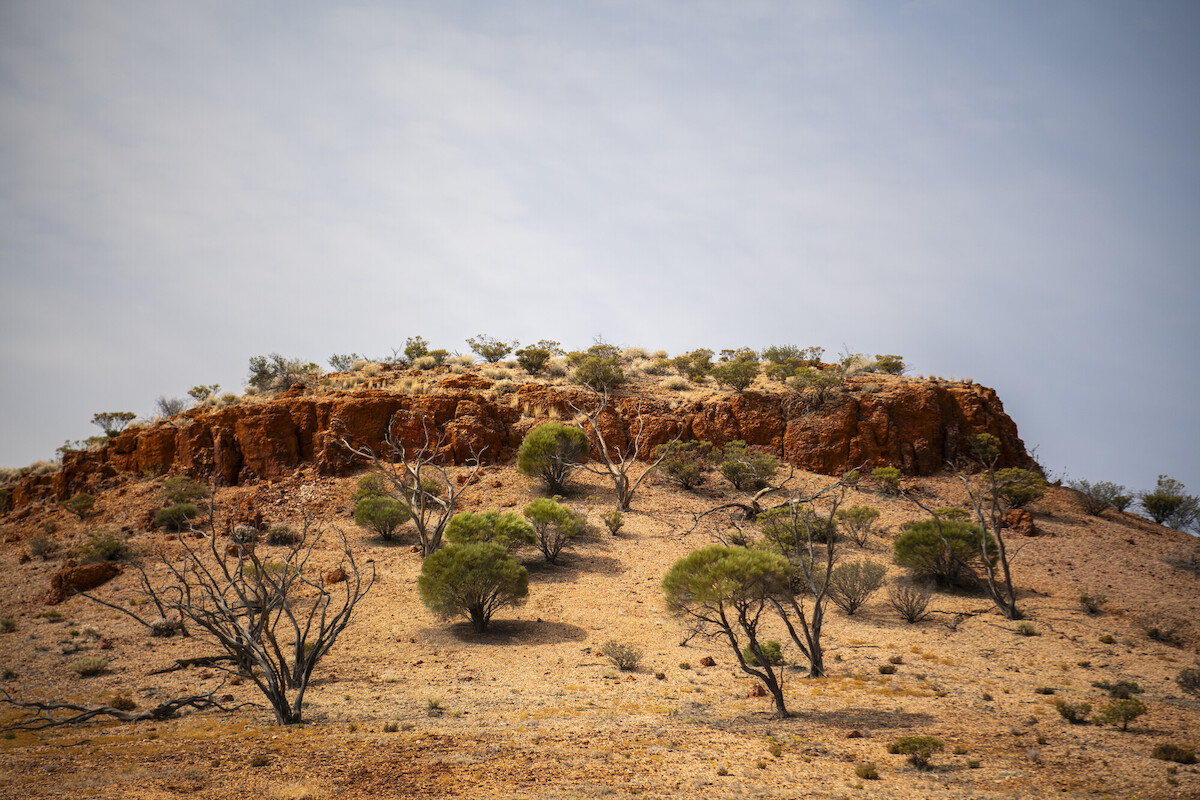 Bush Heritage tweet media