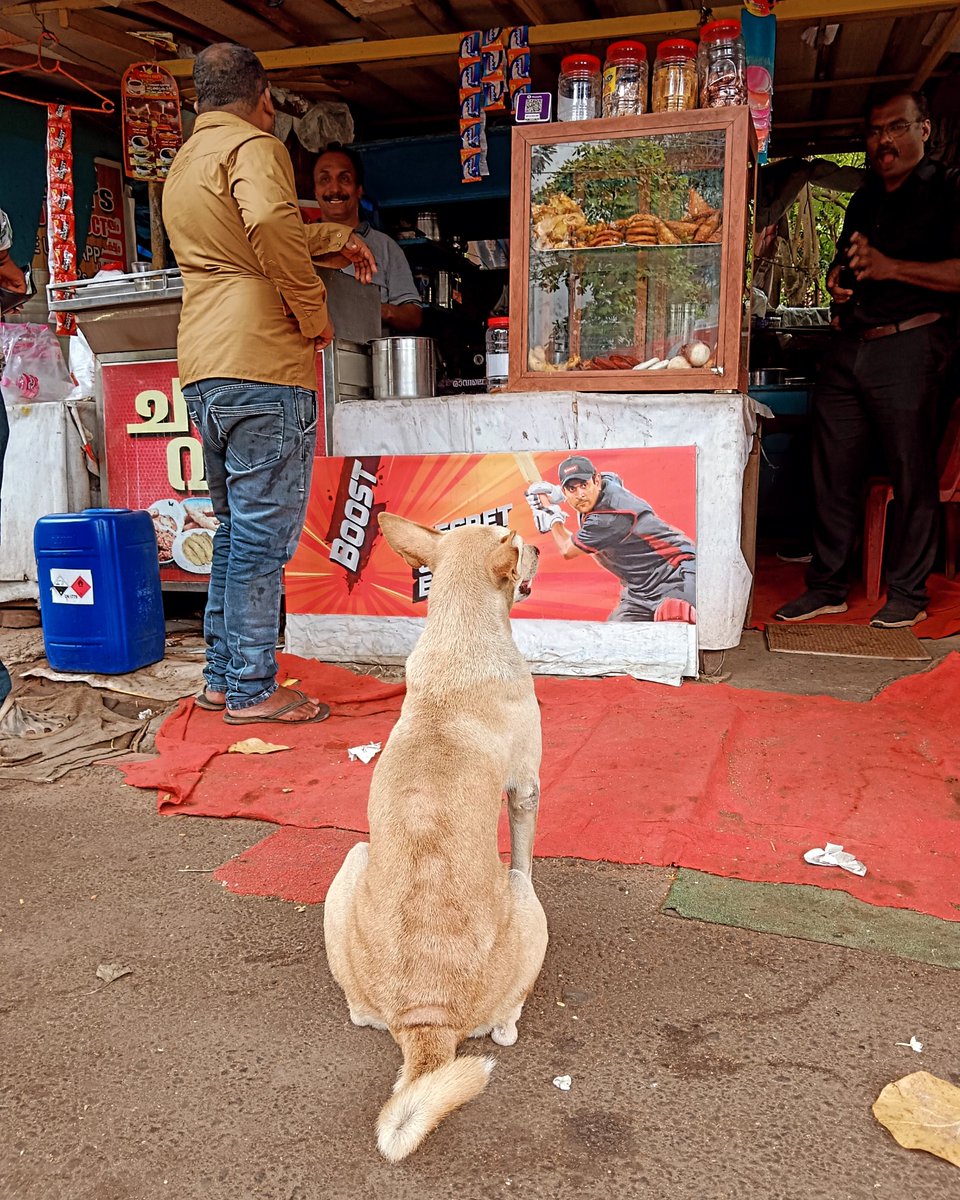 One tea please..... #streetphotography  #dog #photography #trivandrum #Thiruvananthapuram #Kerala