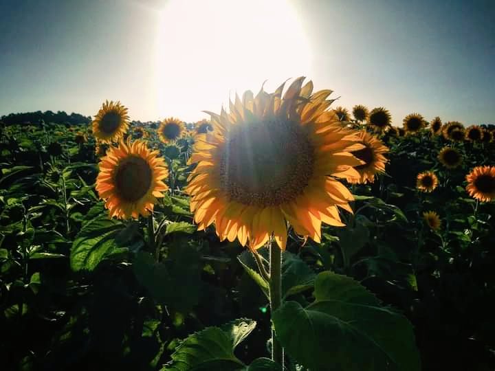 #Girasoles al #atardecer en #MardelSud #sunflowers #sunset