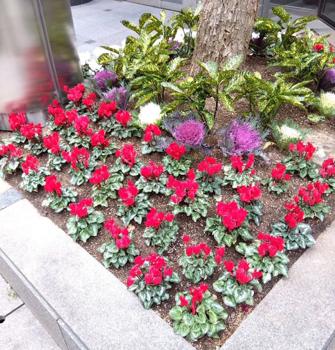 GP_jobtraKANSAI's tweet image. 【心斎橋】
事業所近くで見つけた
整列した #シクラメンの花🤗
#前にならえ～ の声が聞こえそう
小ぶりだけど、みんな
#一生懸命に咲こうとしている✨
寒い日に #愛らしい赤色 から
暖をいただきました⛄️