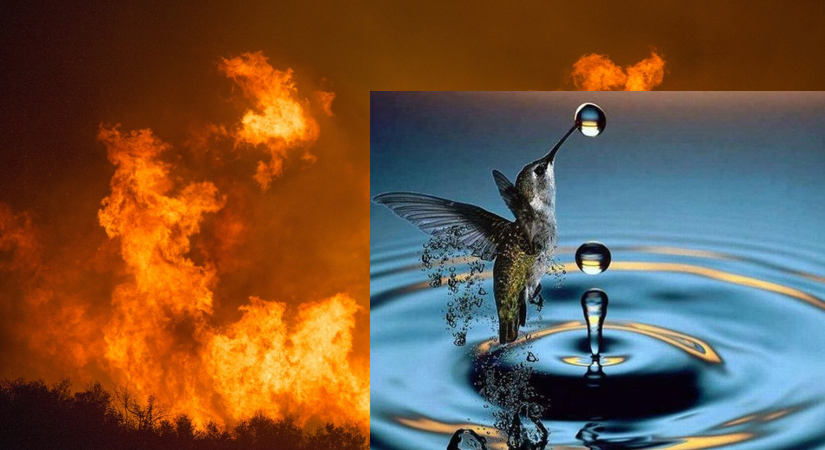 Ciceron9's tweet photo. El Colibrí y el incendio.
(Leyenda Guaraní) 
Cuentan que un día hubo un enorme incendio en la selva. Todos los animales huían despavoridos, pues era un fuego terrible.
De pronto, el jaguar vio pasar sobre su cabeza al colibrí… en dirección contraria, es decir, hacia el fuego. 
Le extrañó sobremanera, pero no quiso detenerse. Al instante, lo vio pasar de nuevo, esta vez en su misma dirección.
Pudo observar este ir y venir repetidas veces, hasta que decidió preguntar al pajarillo, pues le parecía un comportamiento harto extraño:
—¿Qué haces, colibrí? —le preguntó.
—Voy al lago, —respondió el ave— tomo agua con el pico y la echo en el fuego para apagar el incendio.
El jaguar se sonrió. —¿Estás loco? —le dijo—. ¿Crees que vas a conseguir apagarlo con tu pequeño pico tú sólo? 
—No, yo sé que solo no puedo, pero esta selva es mi hogar… Me alimenta, me da cobijo a mí y a mi familia, y le estoy agradecido por eso, lo ayudo a crecer polinizando sus flores. Yo soy parte de este bosque y él es parte de mí. Yo sé que solo no puedo apagarlo, pero tengo que HACER MI PARTE.
—Bueno —respondió el colibrí— yo hago mi parte… Y tras decir esto, se marchó a por más agua al lago.