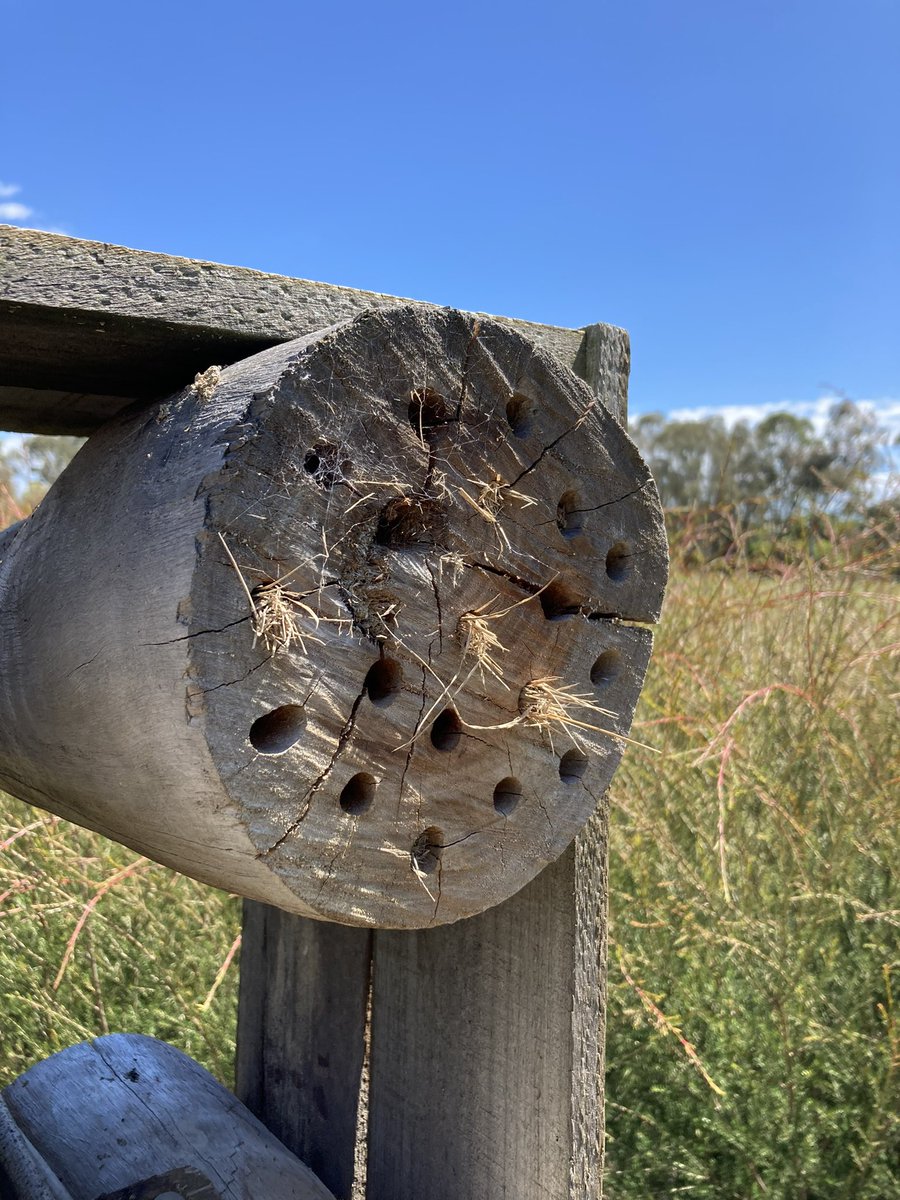 Samantha Millar (@mrs_sammillar) on Twitter photo Hey Brains Trust, any thoughts on what type of insect might have stuffed the bee hotels with grass? I am in Bangholme, Victoria. <a href="/LizyLowe/">Dr Lizzy Lowe</a> @ManuSaunders <a href="/bee_does_a_phd/">Bryony Palmer</a> <a href="/jagungal1/">Cormac Farrell</a> <a href="/TanLoos/">Tanya Loos</a> <a href="/DevoLive/">Look deep into nature....</a> @ErinnFJ <a href="/RTW_Aus/">Remember The Wild</a> Hey Brains Trust, any thoughts on what type of insect might have stuffed the bee hotels with grass? I am in Bangholme, Victoria. <a href="/LizyLowe/">Dr Lizzy Lowe</a> @ManuSaunders <a href="/bee_does_a_phd/">Bryony Palmer</a> <a href="/jagungal1/">Cormac Farrell</a> <a href="/TanLoos/">Tanya Loos</a> <a href="/DevoLive/">Look deep into nature....</a> @ErinnFJ <a href="/RTW_Aus/">Remember The Wild</a>