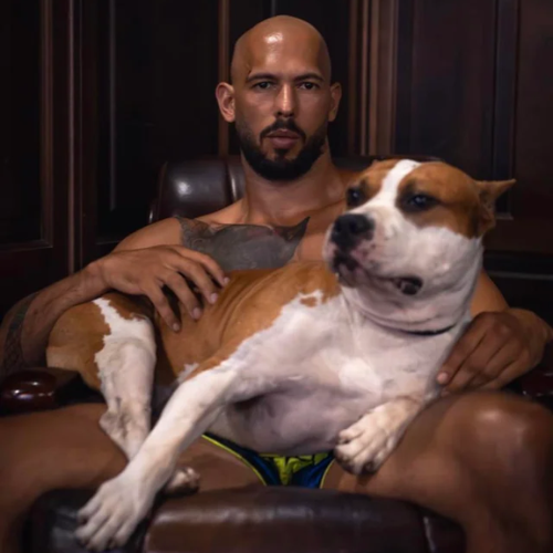 Apollo - Tate's Dog tweet media