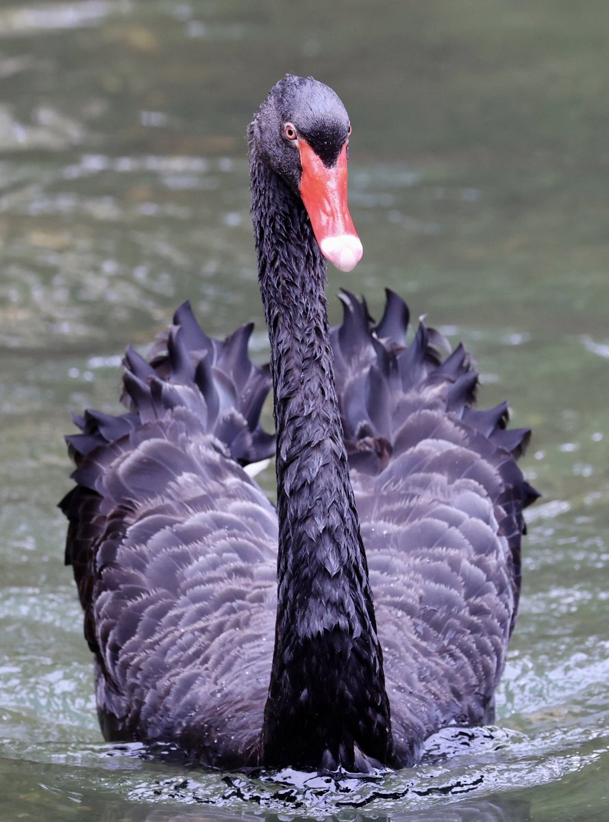 Beautiful Black Swan #Swans #SWAN #bird #birding #birdlovers #birdoftheday #BirdsSeenIn2024 #birdphotography #birdwatchers #WildlifeWednesday #WinterWatch #WaderWednesday #TwitterNatureCommunity #Oscars #LoveIsland