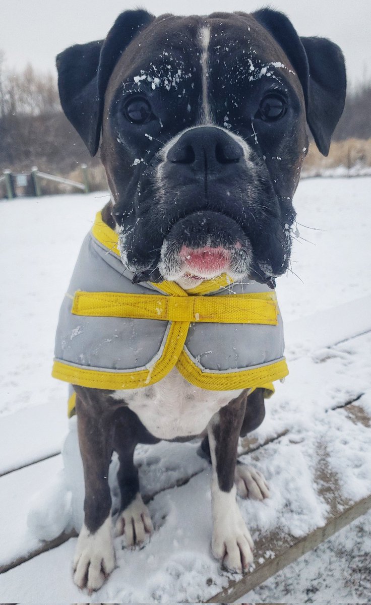 WalkinDogwalk's tweet photo. Miss Juno is sporting some lovely "snow-brows" for this week's #woofwoofWednesday!
βππΎβ€β€ππΆ
#snowdogs #snowbrows #brindleboxer #boxerlife #HappyHumpDay #walkinthedoginwhitby #walkinthedog https://t.co/z4c9DMCLz8