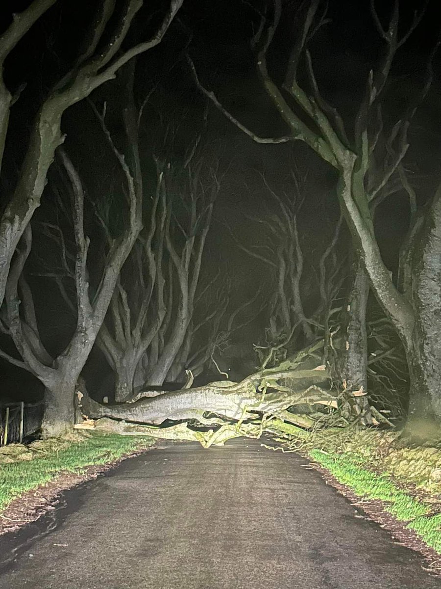 JohnSocEnt's tweet image. Trees falling are part of our natural cycle, and as you highlight, play an important role in our greater ecology, but sometimes the loss of particular and iconic trees are beyond value.
Protect our #DarkHedges.