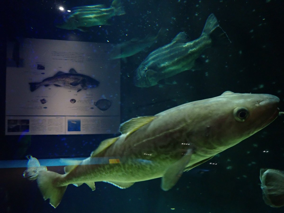 マダラさま♡ Onitsuka Tiger｜オニツカタイガー｜SCLAW MT｜Unboxing