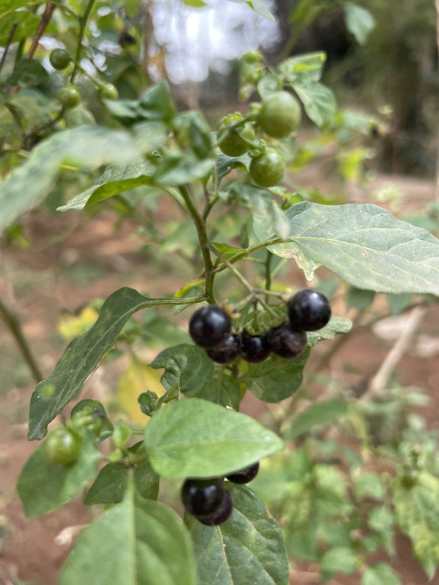 The Food Forest at <a href="/TDU_CABHN/">Centre for Ayurveda Biology and Holistic Nutri</a> 

83 wild edible species, 8 layers - canopy, understory, vines, shrubs, herbs, ground cover, rhizosphere, aquatic.

Solanum nigrum - these humble purple squishy berries have a sweet pleasant taste. Mildly astringent pointing to their berry goodness