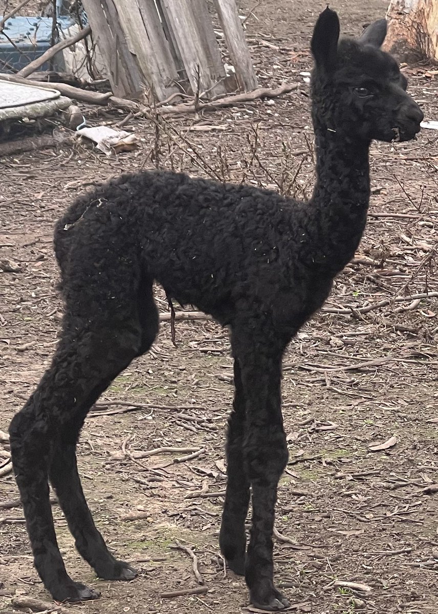 Well; we had our human team coming home from work and find this little bundle of joy.

Please welcome:
Desiderata Asenath Dey Lilah
Dam: Softfoot Deya MD ET
Sire: Canchones Neo Galahad ET

Squeals of joy were had

#baby #alpacashenanigans #farming #betterthansheep  #cute
