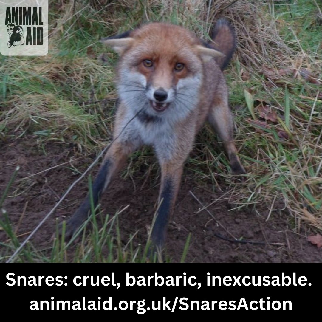 AnimalAid's tweet image. Take action to #BanSnares

Please share this post - and please write to your MP to demand a countrywide ban on these cruel and indiscriminate devices.

➡️animalaid.org.uk/SnaresAction
