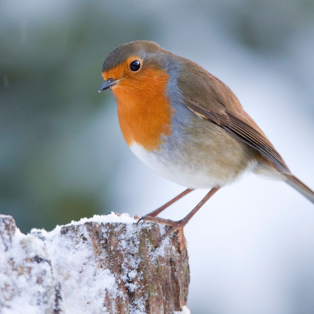Fun fact! Robins are one of the few UK birds that sing all year round, they will even sing at night next to street lights! 🎵✨ If you're interested in birds or just want to help them out, why not join the <a href="/rspb/">rspb</a> #BigGardenBirdwatch this weekend? #BirdsOfTwitter #birdwatching
