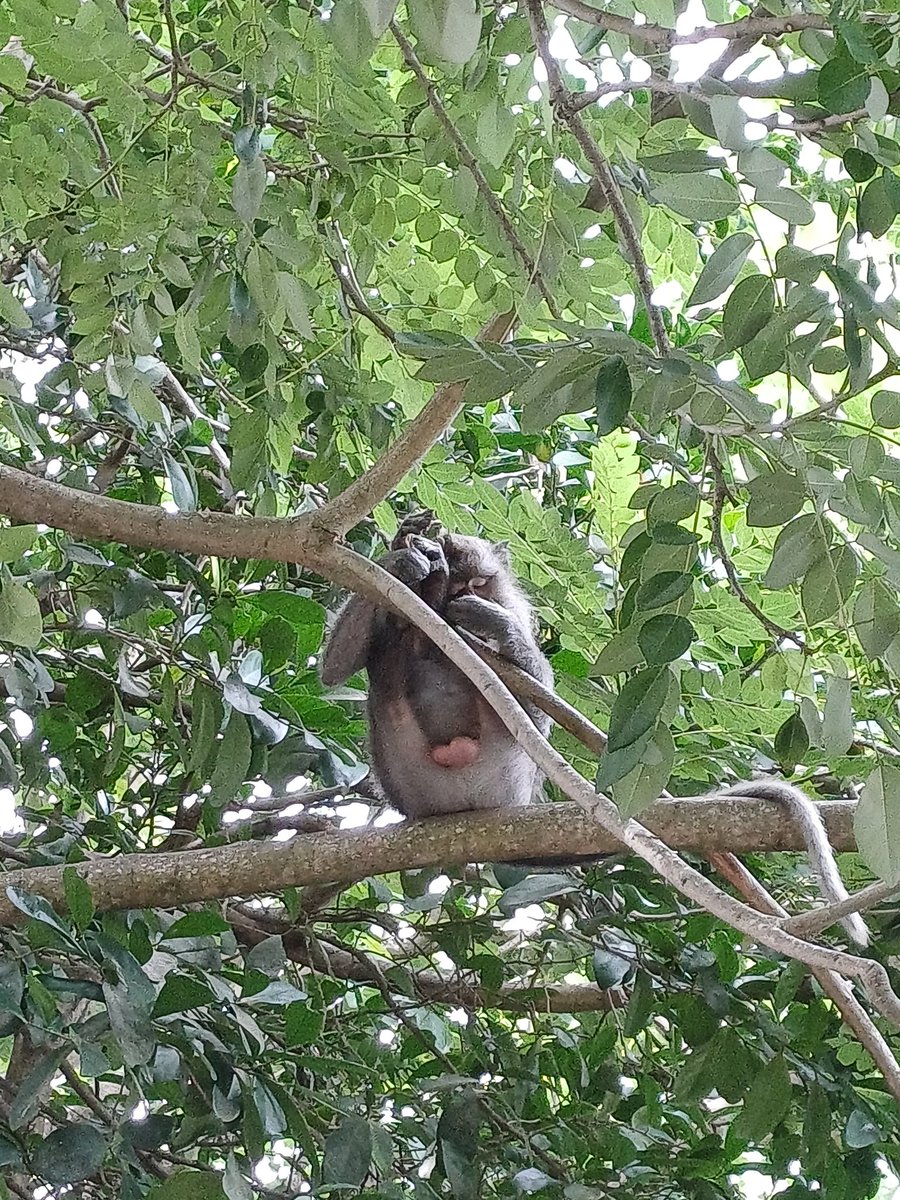 ArdiUtamaGuna's tweet image. Seumur2 ke pura yg ada monyetnya, baru kali ini merasa ikut sedih. Liat si monyet...memeluk erat bayinya yg sdh mati. Ak bsa merasakan kesedihannya.🥲🥲🥲

#purauluwatu #monyet