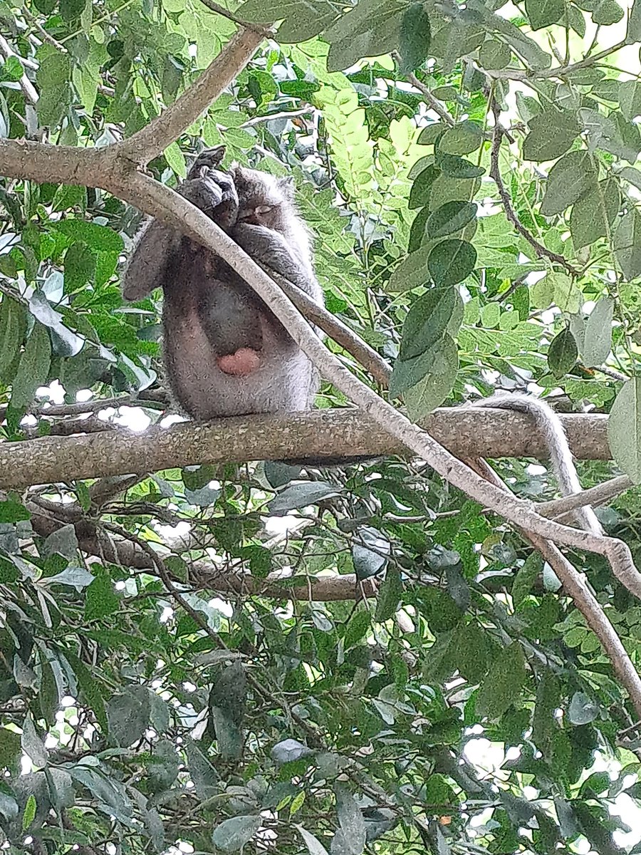 ArdiUtamaGuna's tweet image. Seumur2 ke pura yg ada monyetnya, baru kali ini merasa ikut sedih. Liat si monyet...memeluk erat bayinya yg sdh mati. Ak bsa merasakan kesedihannya.🥲🥲🥲

#purauluwatu #monyet