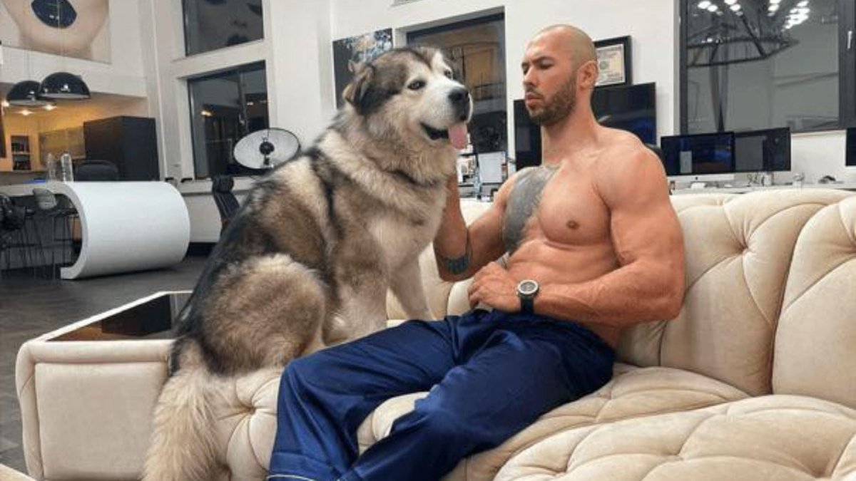 Apollo - Tate's Dog tweet media