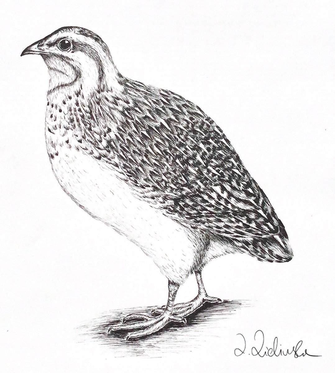 Farmland Ecology Group (@groupecology) on Twitter photo Do U know how components of constitutive immune functions can change during migratory preparation of 🦤🦤?
👉l1nq.com/hMC9E
#Commonquail #LCC #Hemolysis #Migration
<a href="/marcintobolka/">Marcin Tobółka</a> <a href="/izpuls/">Department of Zoology</a> <a href="/V_Marasco/">Valeria Marasco</a> <a href="/fusanilab/">fusanilab</a> <a href="/ivan_maggini/">Ivan Maggini</a> <a href="/KLIVVWien/">KLIVV Vienna</a> <a href="/FIWIvienna/">FIWI Vienna</a> Do U know how components of constitutive immune functions can change during migratory preparation of 🦤🦤?
👉l1nq.com/hMC9E
#Commonquail #LCC #Hemolysis #Migration
<a href="/marcintobolka/">Marcin Tobółka</a> <a href="/izpuls/">Department of Zoology</a> <a href="/V_Marasco/">Valeria Marasco</a> <a href="/fusanilab/">fusanilab</a> <a href="/ivan_maggini/">Ivan Maggini</a> <a href="/KLIVVWien/">KLIVV Vienna</a> <a href="/FIWIvienna/">FIWI Vienna</a>
